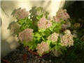 sedum
